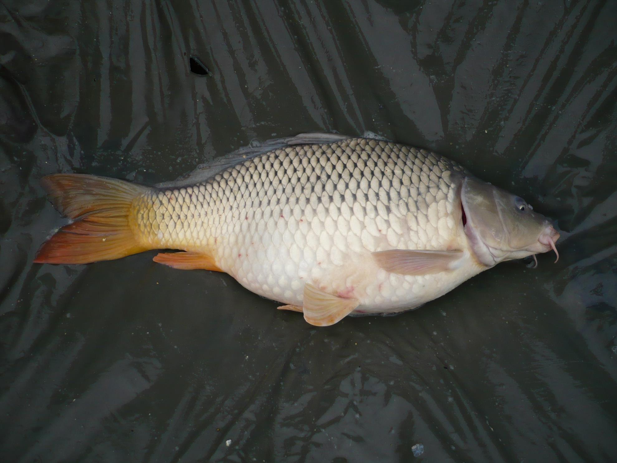 MV2 - 13.NOI.2013 - p1010934.JPG